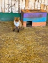 Portrait of a red fox in a zoo Royalty Free Stock Photo