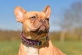Portrait of red French Bulldog dog wearing handmade paracord string collar