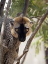 Portrait of a Red-fronted Brown Lemur, Eulemur rufifrons, Southern, observing the surroundings. Reserve Kirindi, Madagascar Royalty Free Stock Photo