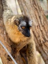 Portrait of a Red-fronted Brown Lemur, Eulemur rufifrons, Southern, observing the surroundings. Reserve Kirindi, Madagascar Royalty Free Stock Photo