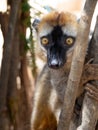 The Portrait of a Red-fronted Brown Lemur, Eulemur rufifrons, Southern, observing the surroundings. Reserve Kirindi, Madagascar Royalty Free Stock Photo