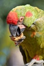 Portrait red-fronted macaw eating a nut Royalty Free Stock Photo