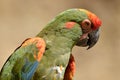 Portrait of red-fronted macaw Royalty Free Stock Photo