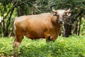 Portrait of red gaur Royalty Free Stock Photo