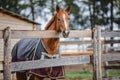 Red gelding horse in horsecloth in paddock Royalty Free Stock Photo