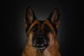 Portrait of red German Shepherd on black background, studio photo inside. Beautiful serious breed of dog, muzzle close Royalty Free Stock Photo