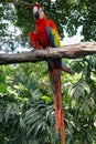 Red and Gold Macaw Bird Portrait
