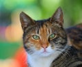 Portrait of a red-gray striped green-eyed cat Royalty Free Stock Photo