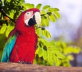 Portrait of Red-and-green Macaw Royalty Free Stock Photo