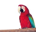 Portrait of Macaw over whit Royalty Free Stock Photo