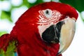 Portrait of Red and Green Macaw parrot posing for the camera Royalty Free Stock Photo