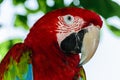 Portrait of Red and Green Macaw parrot posing for the camera Royalty Free Stock Photo