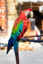 A red - green macaw parrot profile view, perched, outdoors Royalty Free Stock Photo