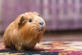 Portrait of red guinea pig. Royalty Free Stock Photo