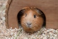 Portrait of red guinea pig in her wooden house Royalty Free Stock Photo