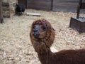 A portrait of a red-haired alpaca with a shaved bang, eyes are visible, looks into the camera, a pretty muzzle of a female