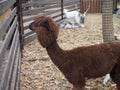 A portrait of a red-haired alpaca with a shaved bang, eyes are visible, looks into the camera, a pretty muzzle of a female