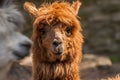 A portrait of a red-haired alpaca with a shaved bang