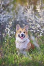portrait of a red haired Corgi dog puppy sitting in a may garden under a flowering white Bush and smiling contentedly