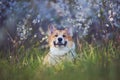 red haired puppy of the Corgi dog lies contentedly in the may garden under a blooming white cherry Bush and smiles