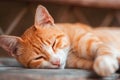 Portrait of a red-haired stray cat sleeps on a bench. Close up of muzzle. Animal protection and adoption concept Royalty Free Stock Photo