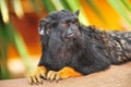 Portrait of Red-handed Tamarin Royalty Free Stock Photo