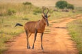 Portrait of a red hartebeest Alcelaphus buselaphus, Welgevonden Game Reserve, South Africa. Royalty Free Stock Photo