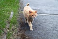 Portrait of a red-headed homeless street cat