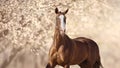 Portrait of red  horse in blossoming spring garden on sunrise Royalty Free Stock Photo