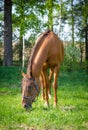 Red horse eating grass Royalty Free Stock Photo