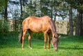 Red horse eating grass Royalty Free Stock Photo