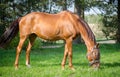 Red horse eating grass Royalty Free Stock Photo