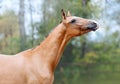 Portrait of a red horse on a green background