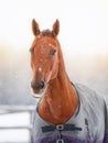 Portrait of red horse in horsecloth Royalty Free Stock Photo