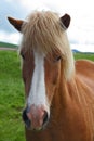 Portrait of red horse with light mane