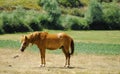 Portrait of red horse on a pasture