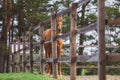 Red horse standing in paddock