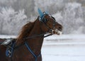 Portrait of a red horse trotter breed in motion