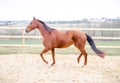 Red horse trotting in the paddock in the spring landscape Royalty Free Stock Photo