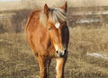 portrait of the red horse which walking Royalty Free Stock Photo