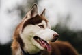 Portrait of red husky looking to the right. Defocused background