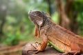 Portrait of a red iguana Royalty Free Stock Photo