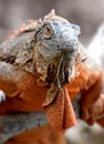 Portrait of a red iguana Royalty Free Stock Photo