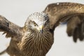 Portrait of a red kite Royalty Free Stock Photo