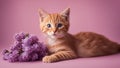 Portrait of red kitten with lilac bouquet on pink background