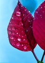 Portrait of red leaf of poinsettia, Euphorbia pulcherrima, with drops from dew in morning Royalty Free Stock Photo