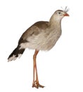 Portrait of Red-legged Seriema