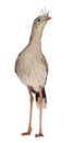 Portrait of Red-legged Seriema or Crested Cariama, Cariama cristata