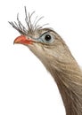 Portrait of Red-legged Seriema or Crested Cariama, Cariama cristata