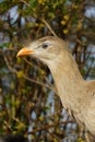 Portrait of a Red-legged Seriema or Crested Cariama (Cariama Cristata